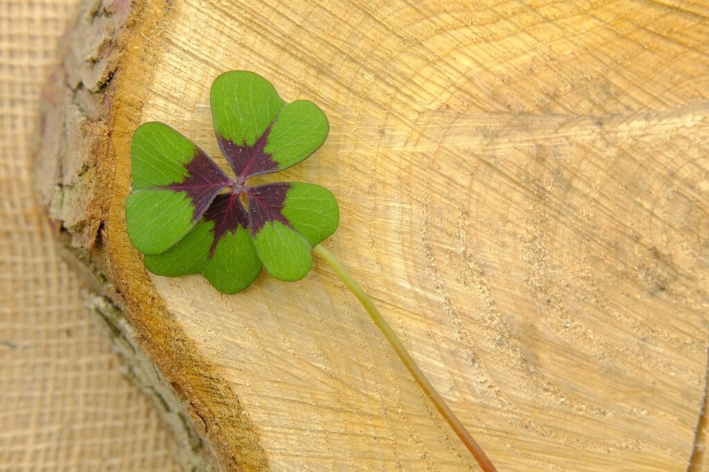 four-leaf clover, clover, lucky clover-7702025.jpg